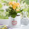 Apple for Teacher Planter with Tray