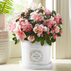 Peaceful Petals Memorial Planter with Tray
