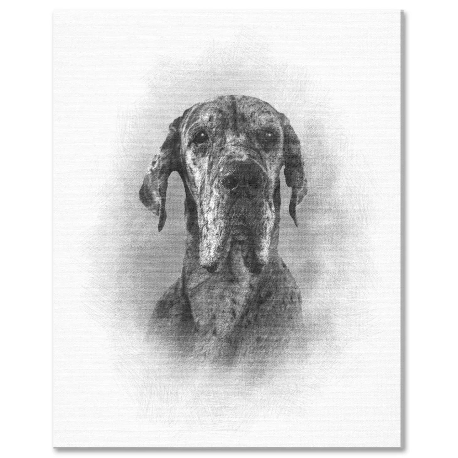 Sketch Pet Portrait
