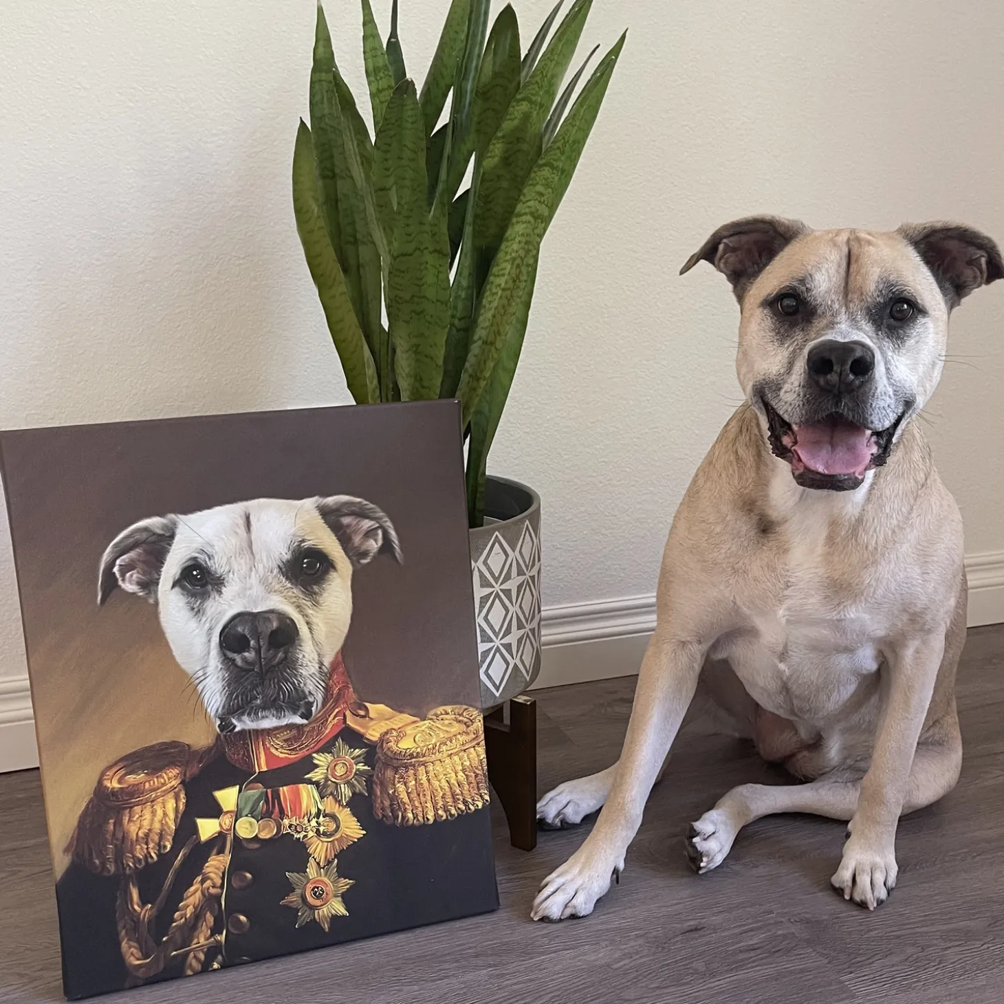 The Veteran Pet Photo Portrait